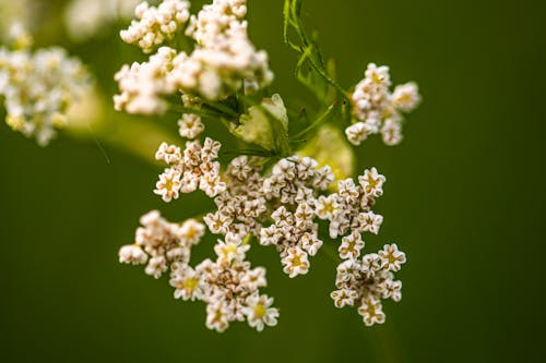 Fotobanka s bezplatnými fotkami na tému hmyz, jar, krásny kvet