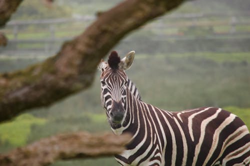 Foto d'estoc gratuïta de natura, zebra
