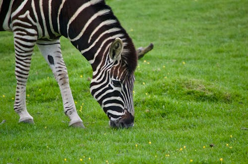 Foto d'estoc gratuïta de animal, natura, zebra
