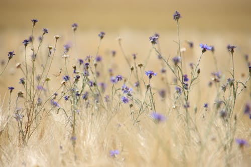 A field of purple flowers with a brown background