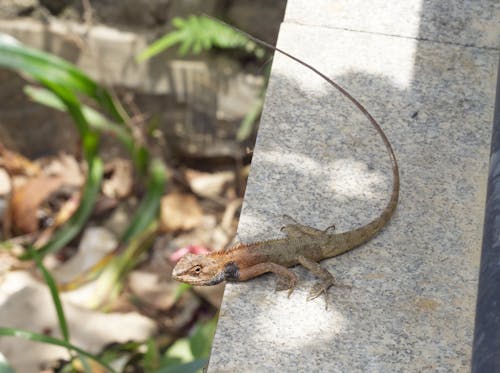 Oriental Garden Lizard perched on a wall.