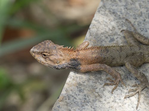 Oriental Garden Lizard perched on a wall.