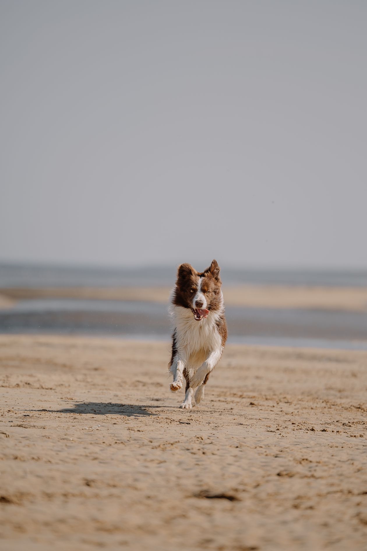 Dog-Friendly Beaches in Florida: 10 Verified Spots & Rules