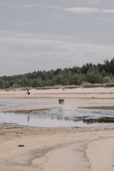 Joyful dog running on a serene beach with reflective water and distant trees under a muted sky.