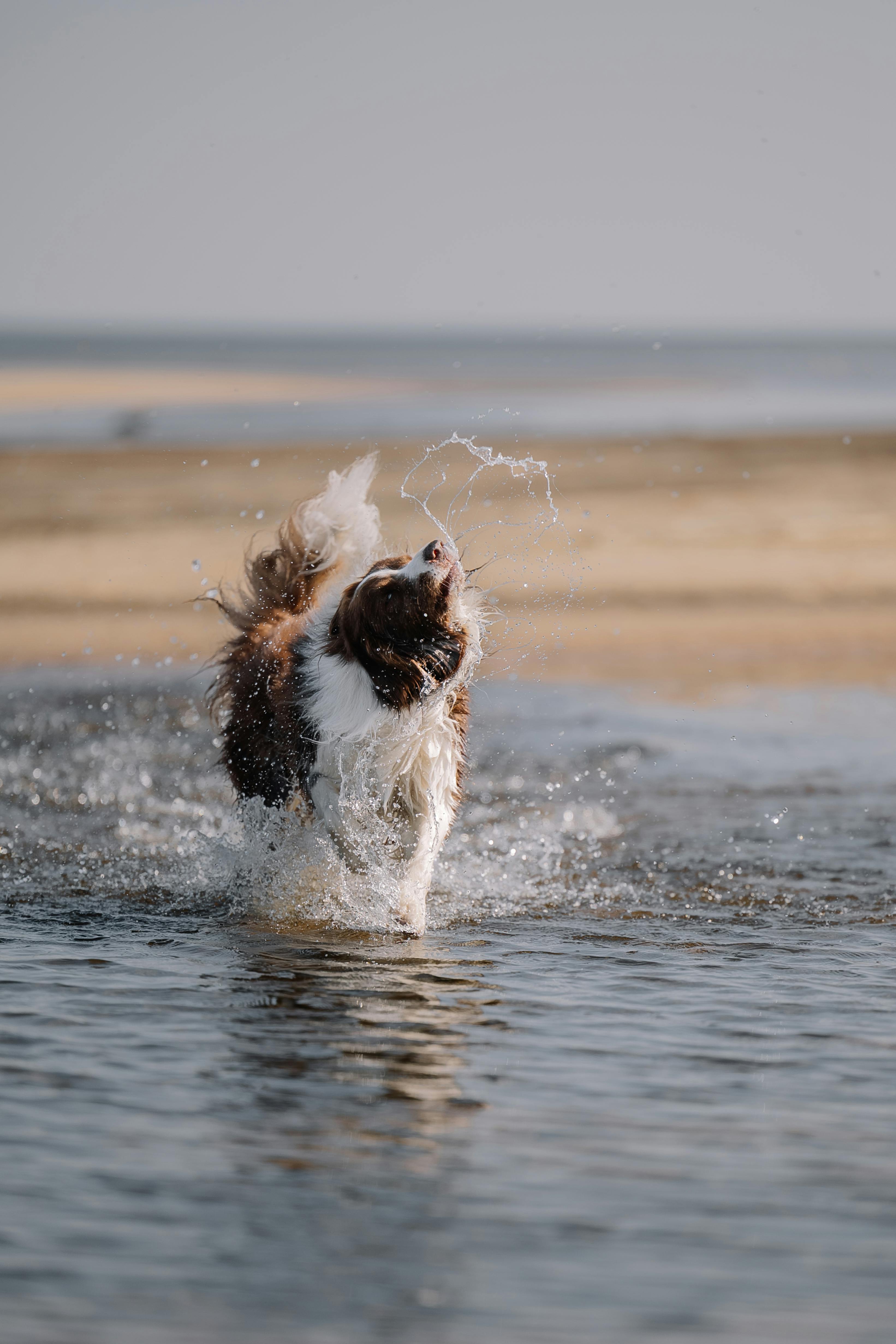 The Hidden Benefits of a Wet Nose: How It Keeps Your Dog Healthy and Happy