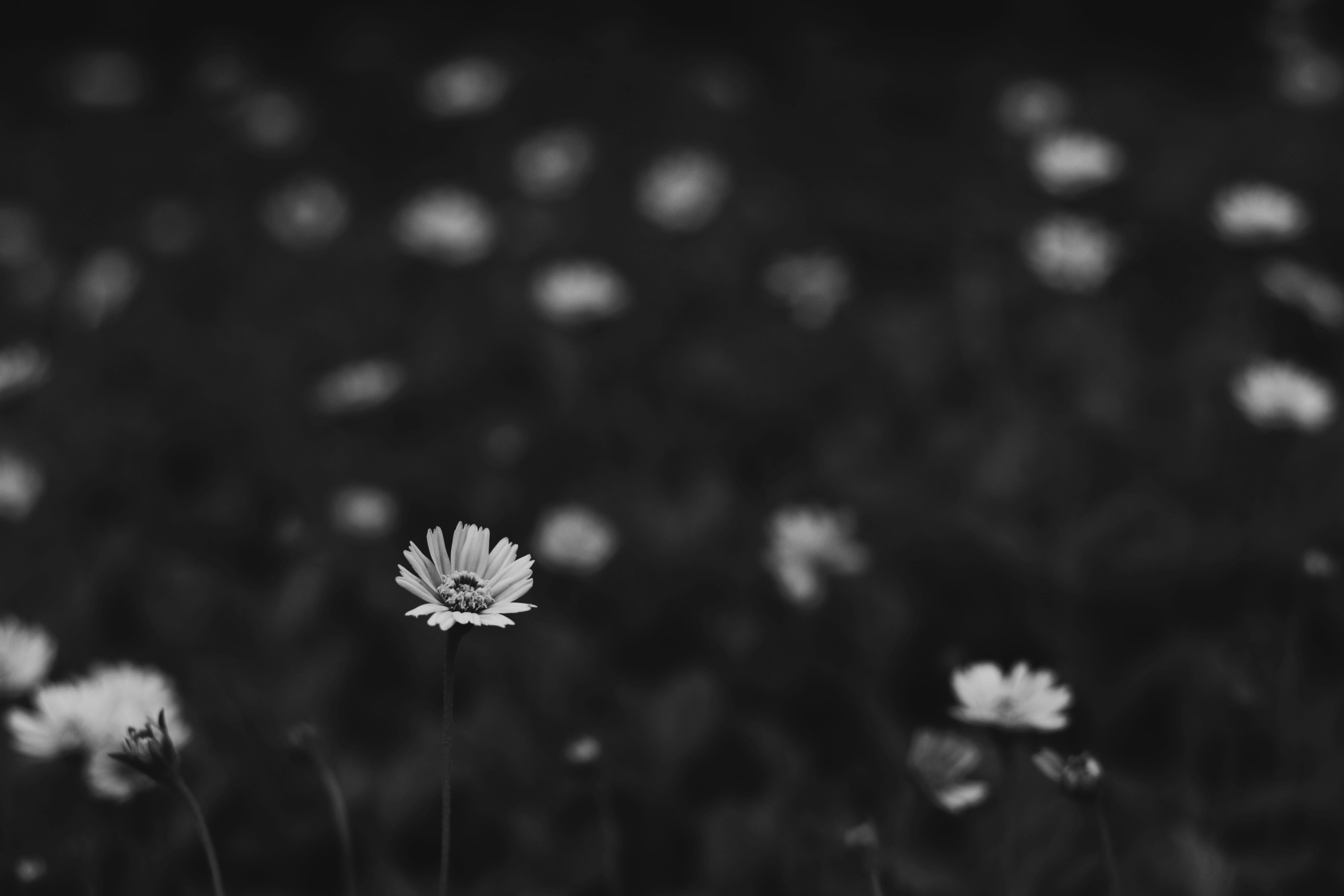 A striking black and white close-up captures a single daisy among a blurred field of flowers, emphasizing selective focus.