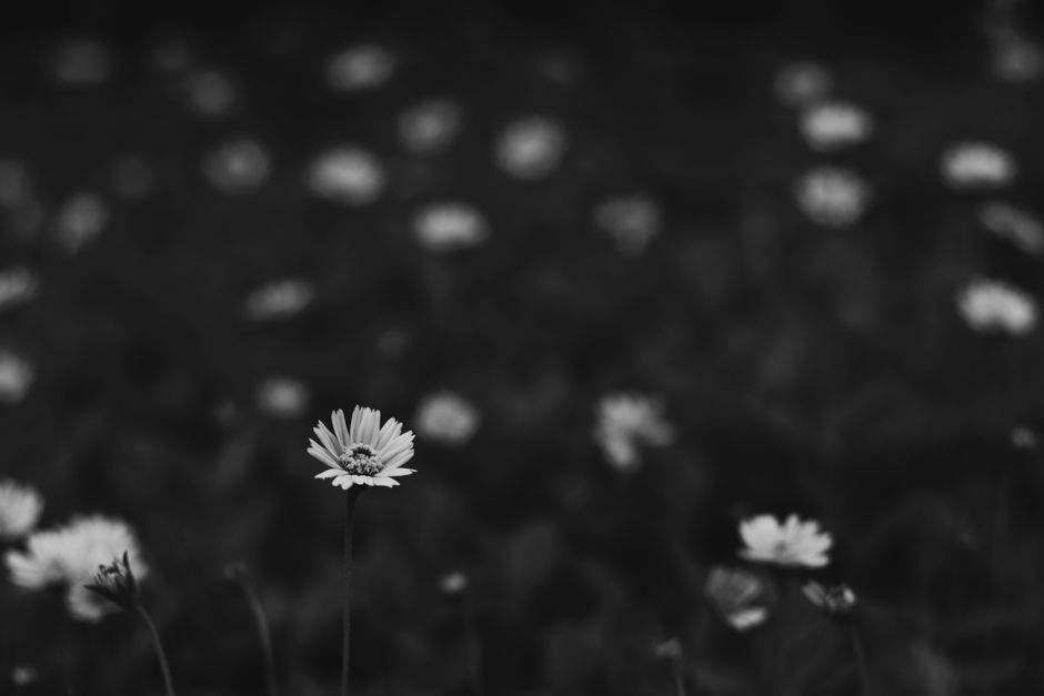 A striking black and white close-up captures a single daisy among a blurred field of flowers, emphasizing selective focus.