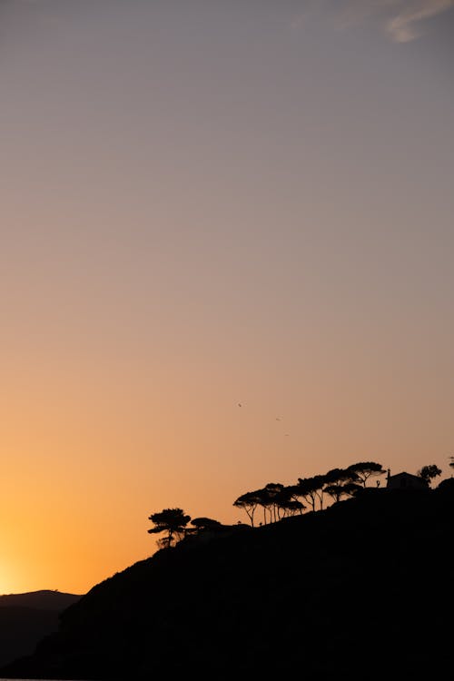 A silhouette of trees and a sunset over the ocean
