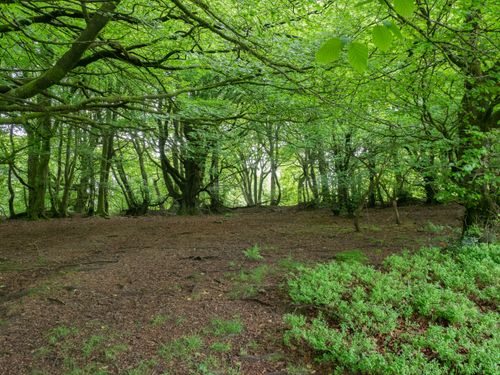 Free Lush green forest with dense canopy and rich vegetation, capturing nature's tranquility. Stock Photo