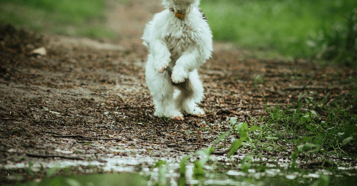 Pet Puddle Puppy near Puddle on Footpath in Forest · Free Stock Photo