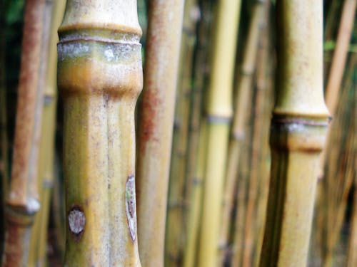 Free stock photo of bamboo, cane, environment