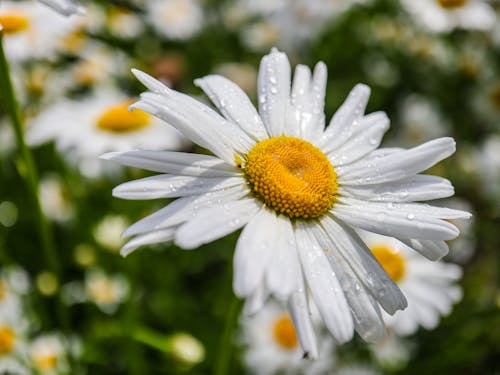 A close up of a white daisy with water droplets