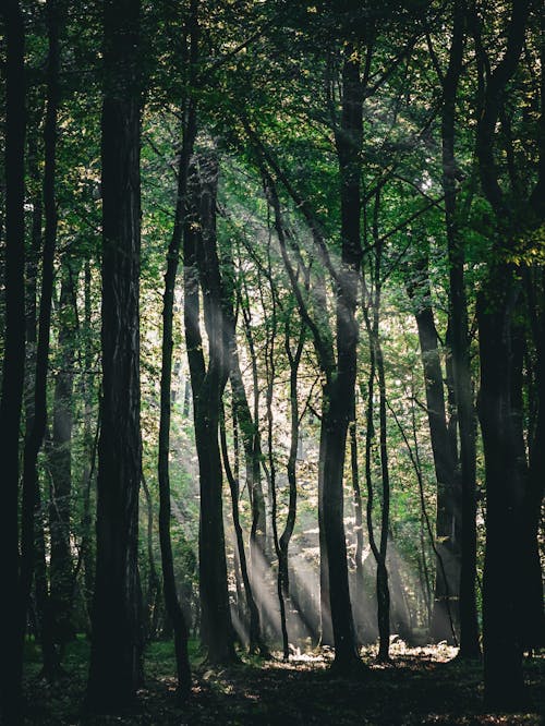 Sunlight shines through the trees in a forest