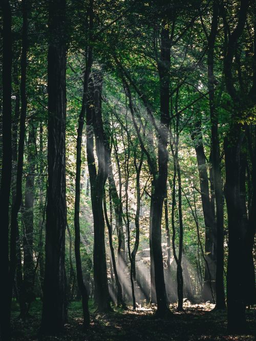 Free Sunlight streams through tall trees in a serene forest, creating a tranquil and mystical atmosphere. Stock Photo