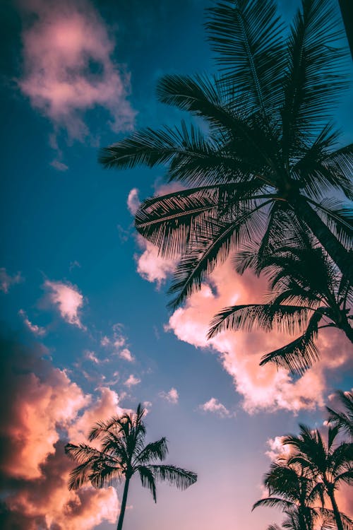 맑고 푸른 하늘 아래 녹색과 갈색 코코넛 나무