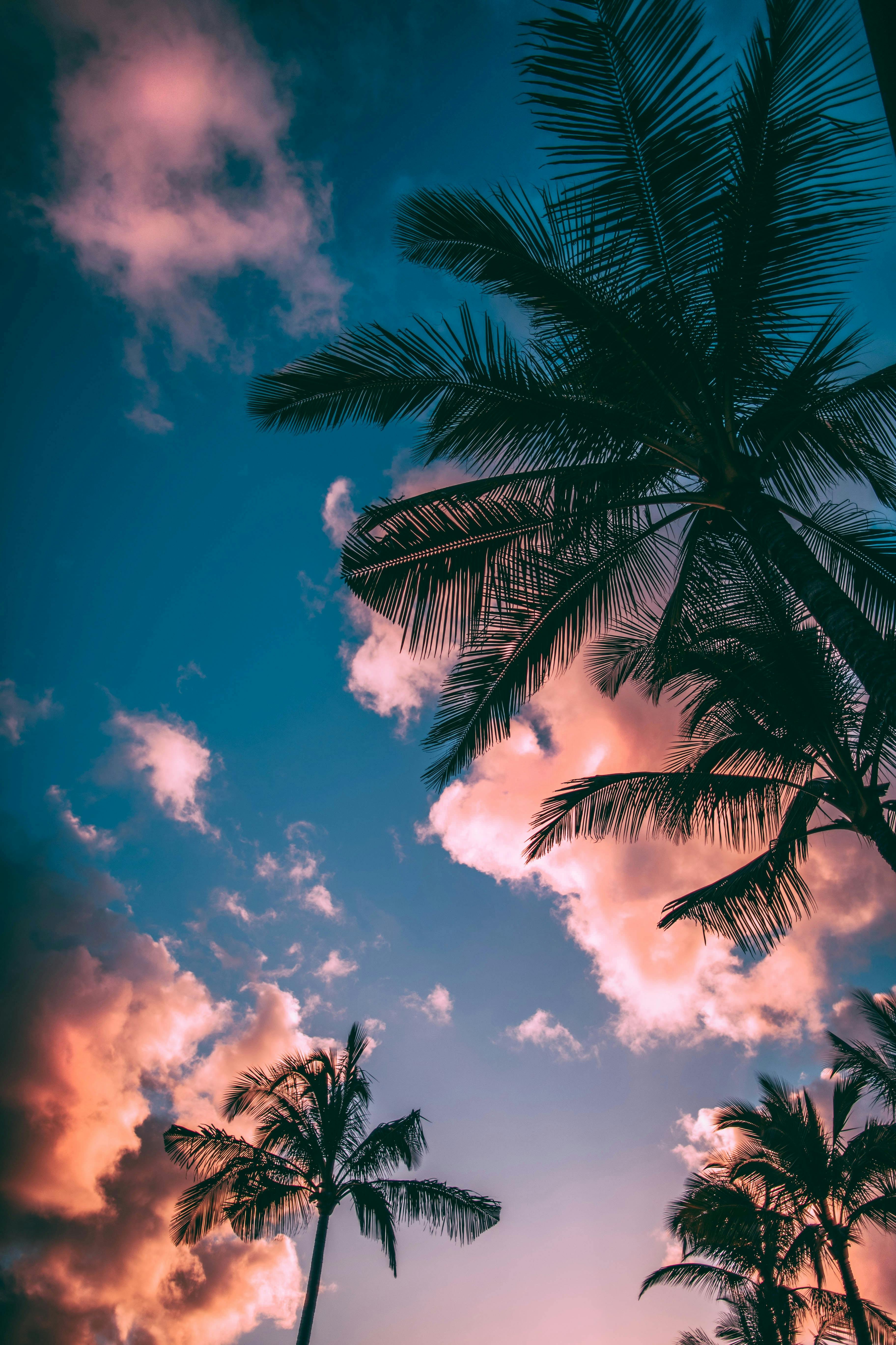 Palm Trees Photos, Download The BEST Free Palm Trees Stock Photos & HD  Images