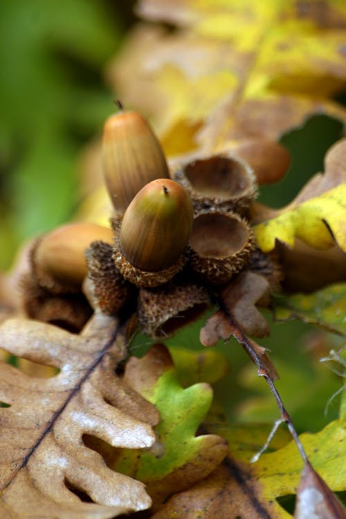 Gratis lagerfoto af agern, alder, bark