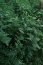 Stinging nettle in the future