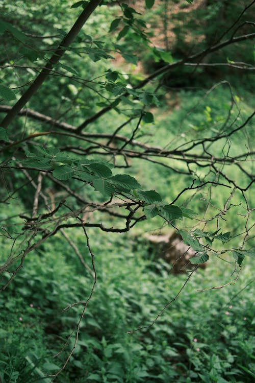 Základová fotografie zdarma na téma 4k tapeta, holé větve, krásná příroda
