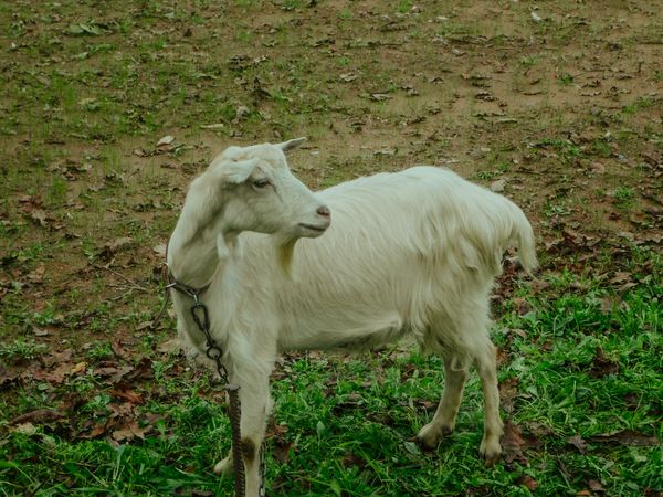 Saanen goat