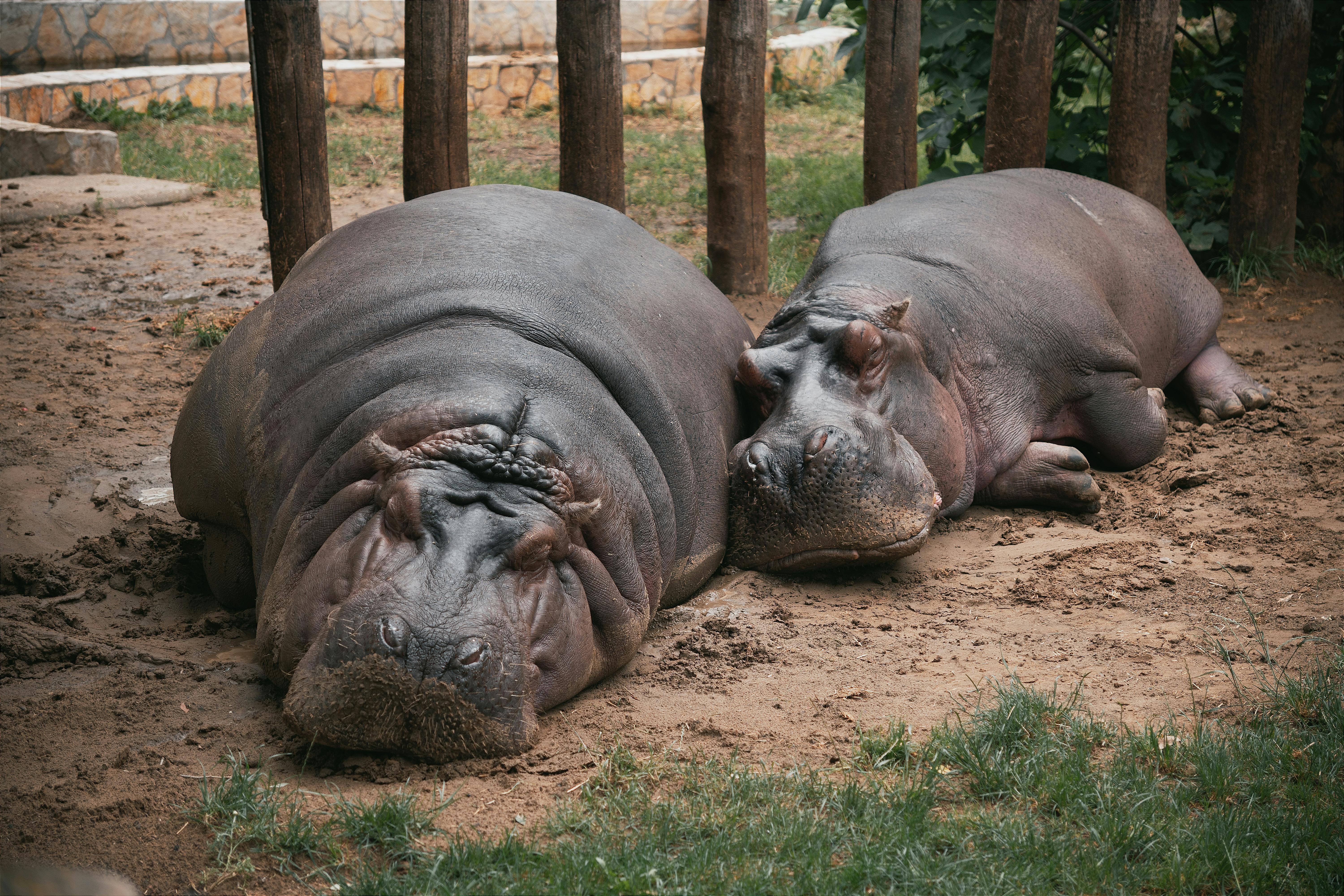 Colombia Approves Plan for Pablo Escobar's African Hippos