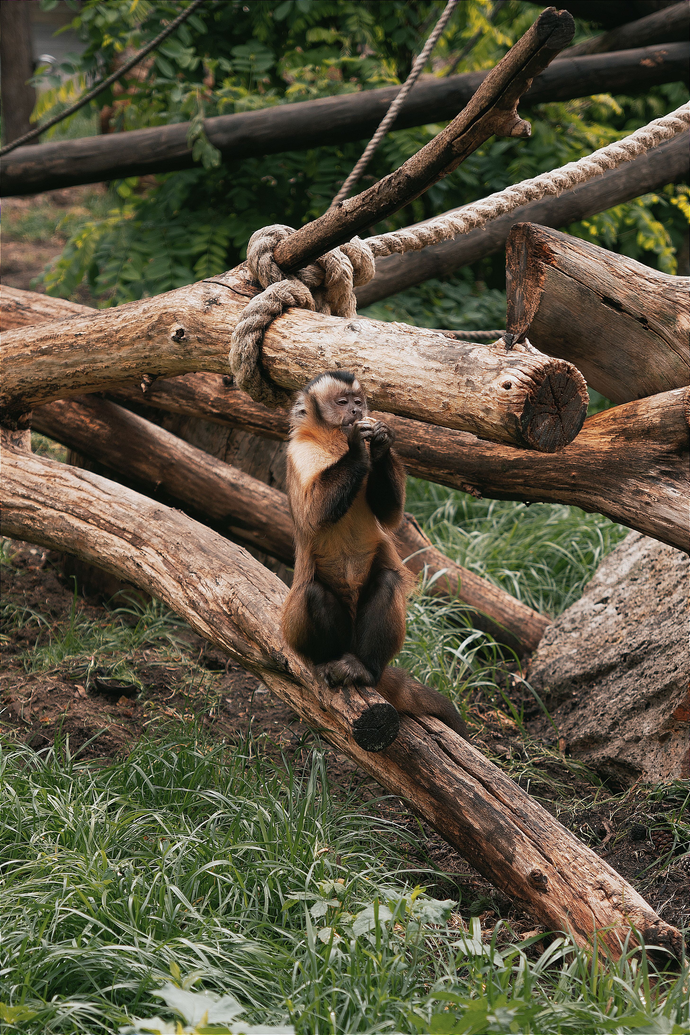 Small Capuchin by the Branches of a Tree · Free Stock Photo