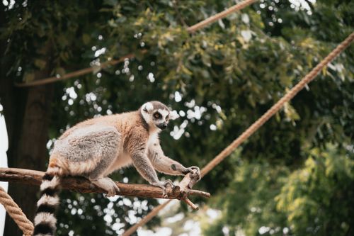 Free A ring-tailed lemur perched on a branch in a Hungarian zoo enclosure, showcasing its natural behavior. Stock Photo