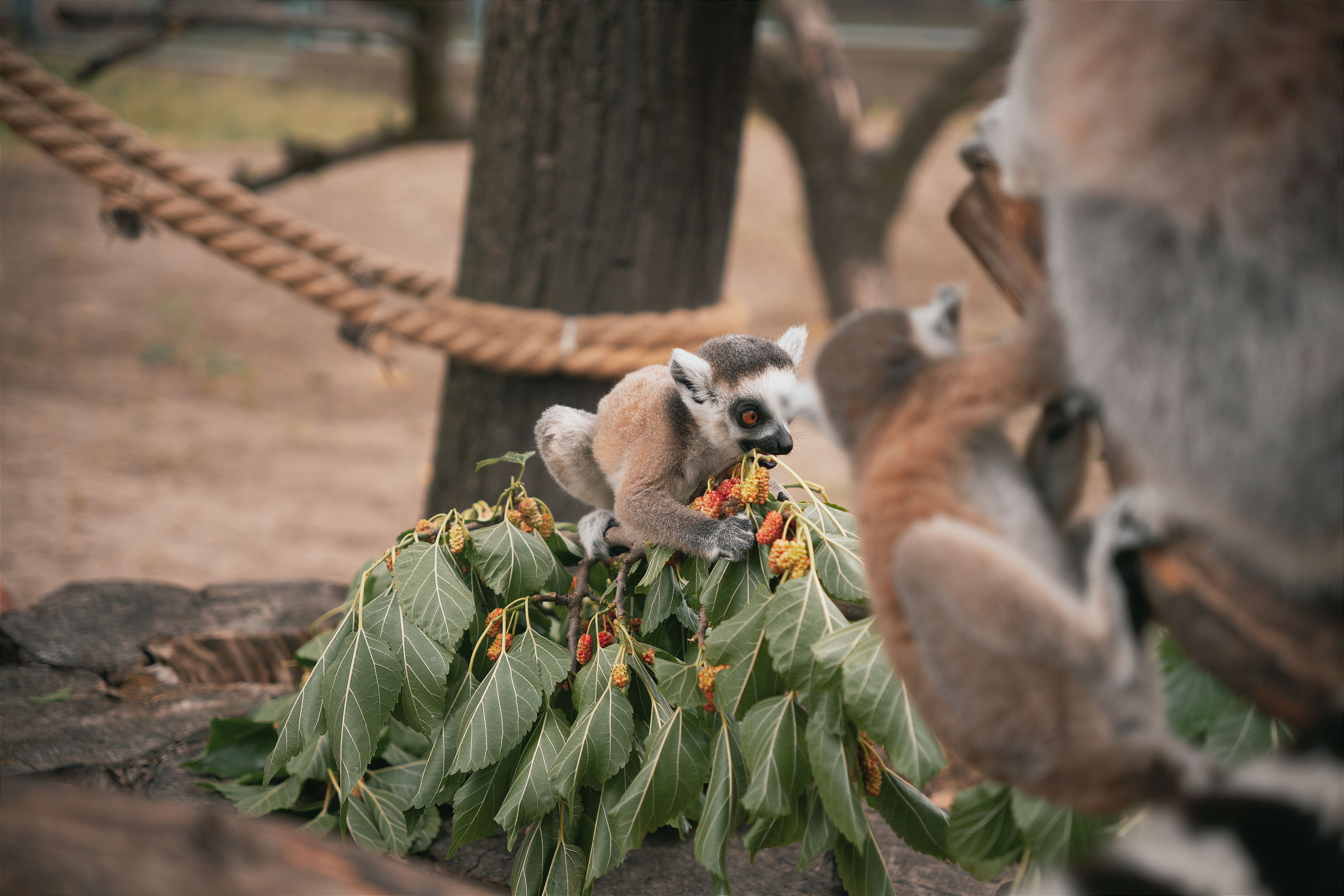 New interaction with Loris
