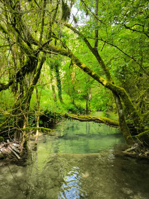 Free Discover the serenity of a green forest stream surrounded by lush moss and trees in summer. Stock Photo