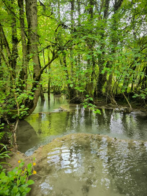 Free Tranquil forest stream surrounded by vibrant green foliage, reflecting a serene summer ambience. Stock Photo