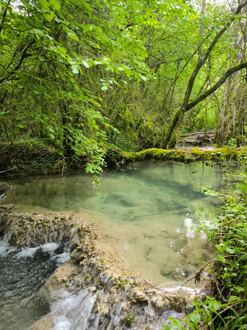 Free Peaceful stream flowing through a lush, green forest with fallen trees and tranquil surroundings. Stock Photo