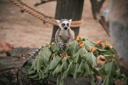 A lemur sitting on top of some leaves