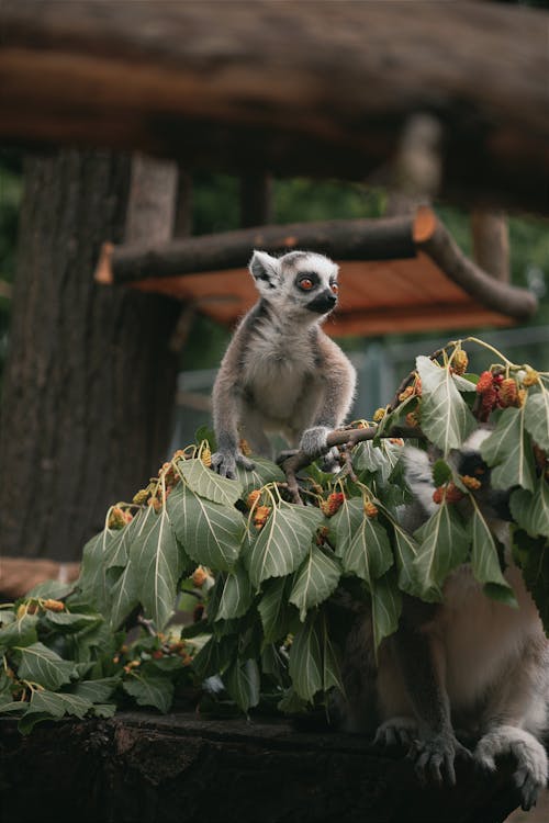A lemur eating fruit from a tree