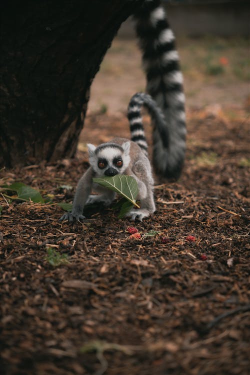 A lemur eating leaves from a tree