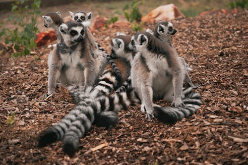 A group of lemurs sitting on the ground