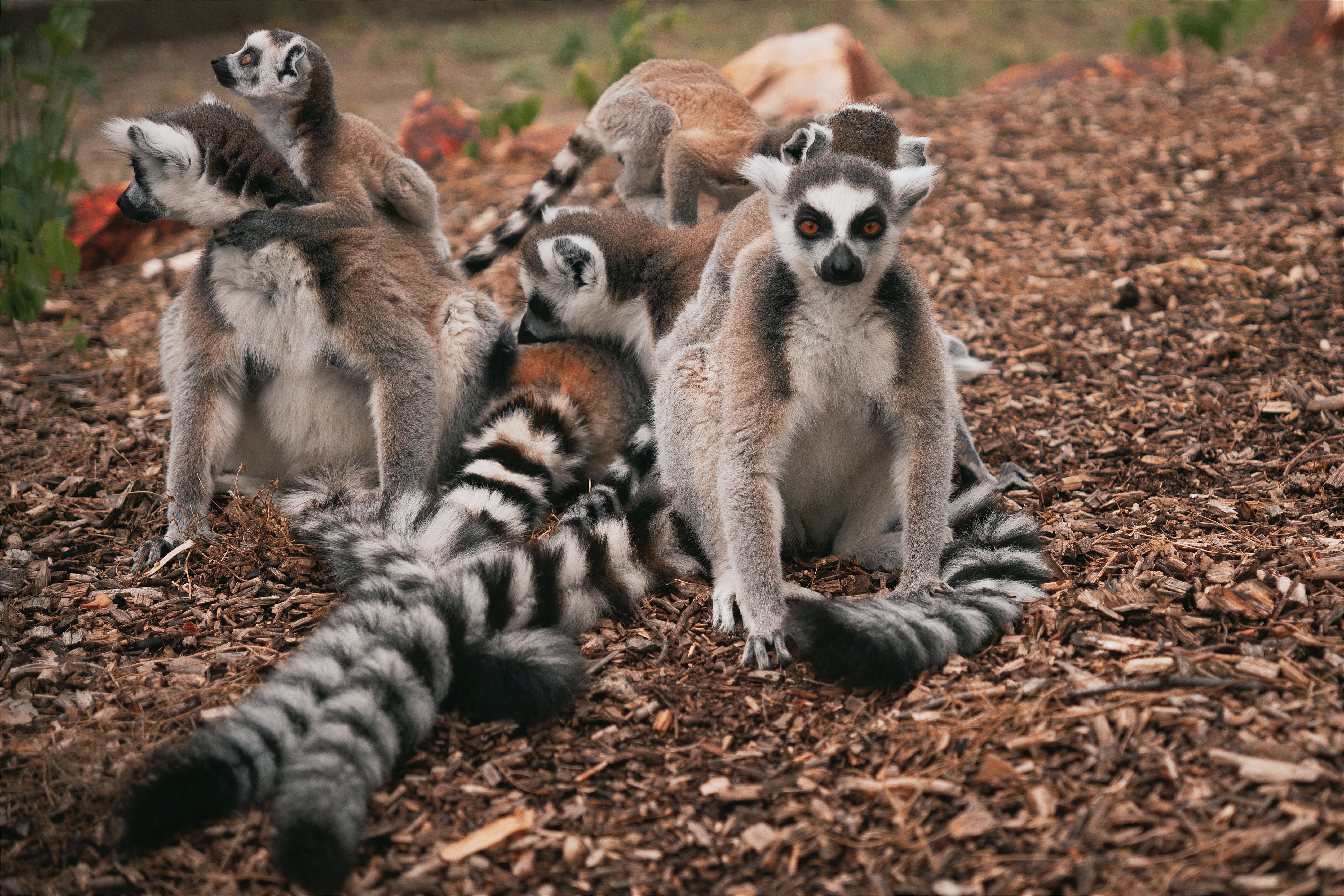 A group of ring-tailed lemurs (Lemur catta) resting on the ground, displaying wildlife behavior in Hungary.