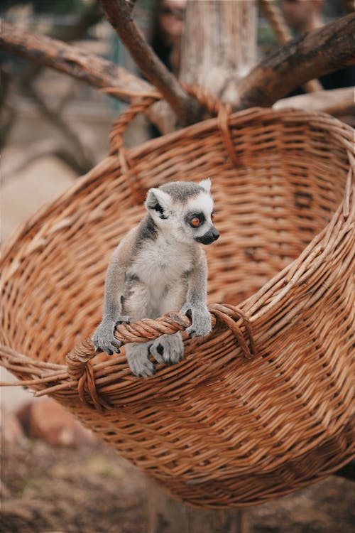 A small lemur sitting in a basket