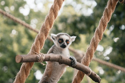 A lemur is sitting on a rope in the trees