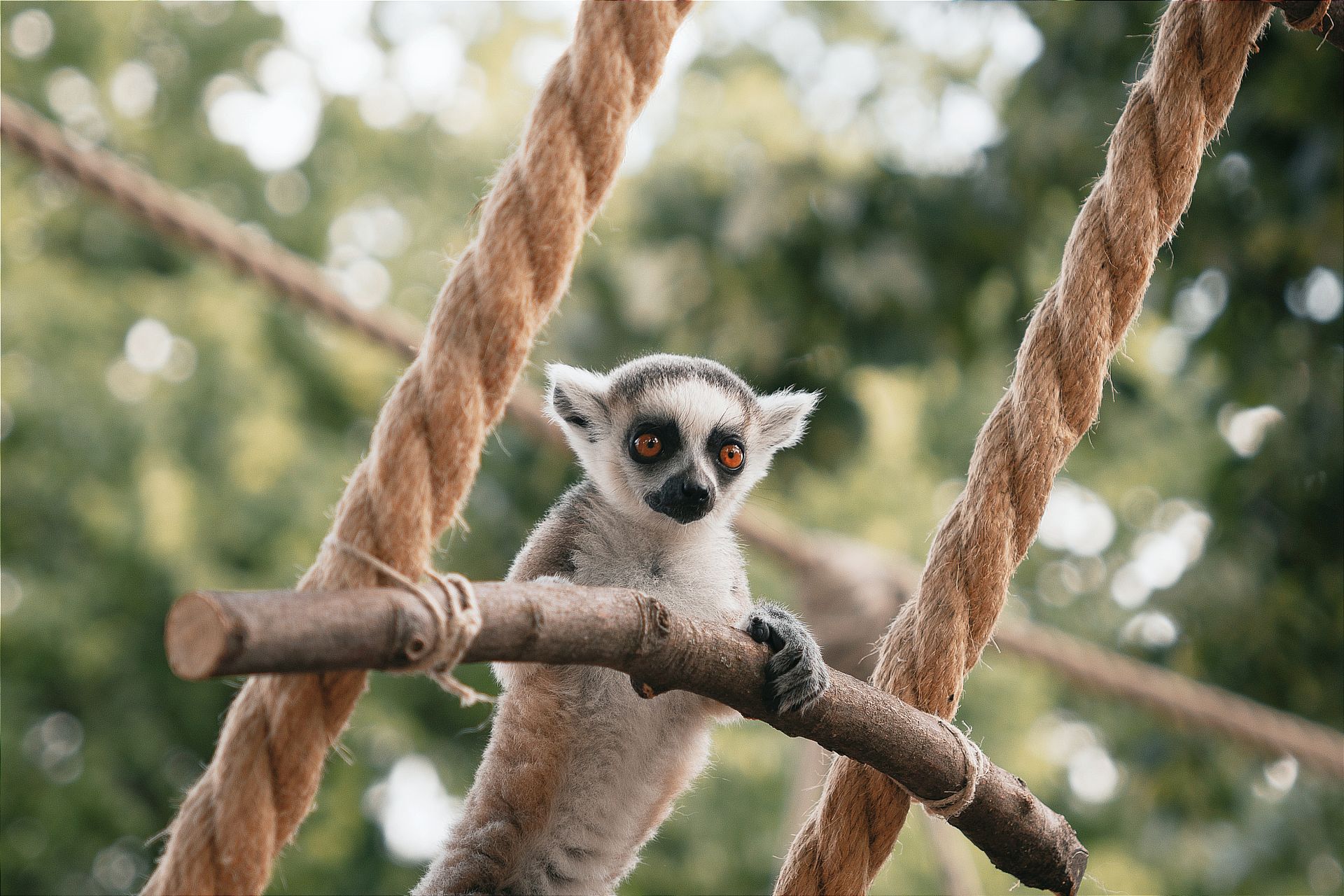 Cute Small Lemur Hanging on a Branch