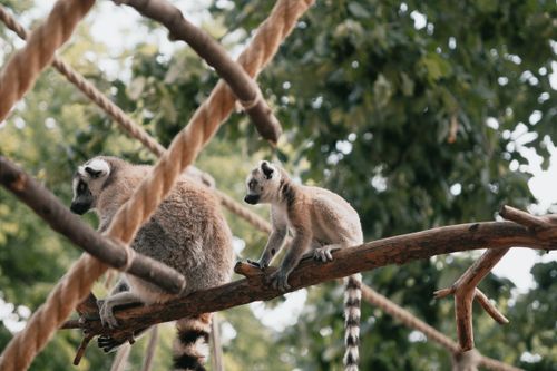 Free Two ring-tailed lemurs perched on a branch surrounded by greenery, captured in Hungary. Stock Photo