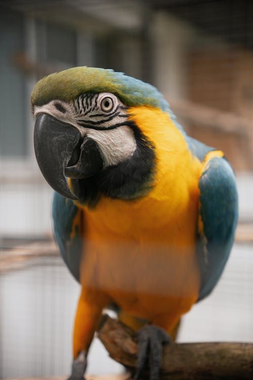 Foto profissional grátis de animais selvagens, animal, ao ar livre