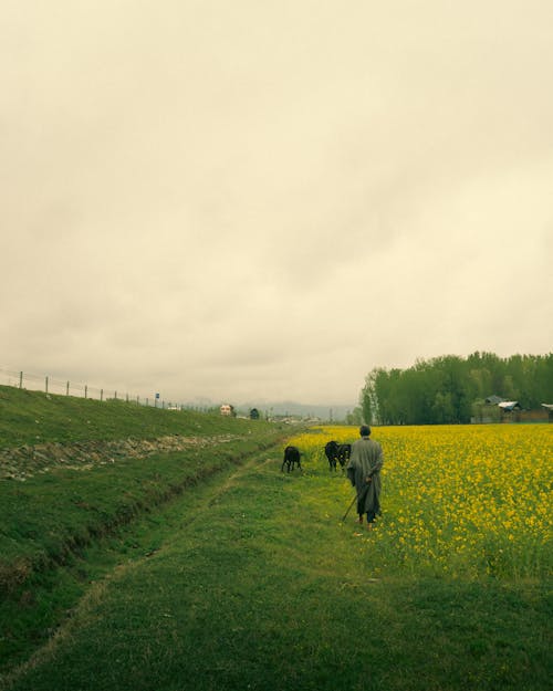 垂直拍攝, 田, 農場 的 免費圖庫相片