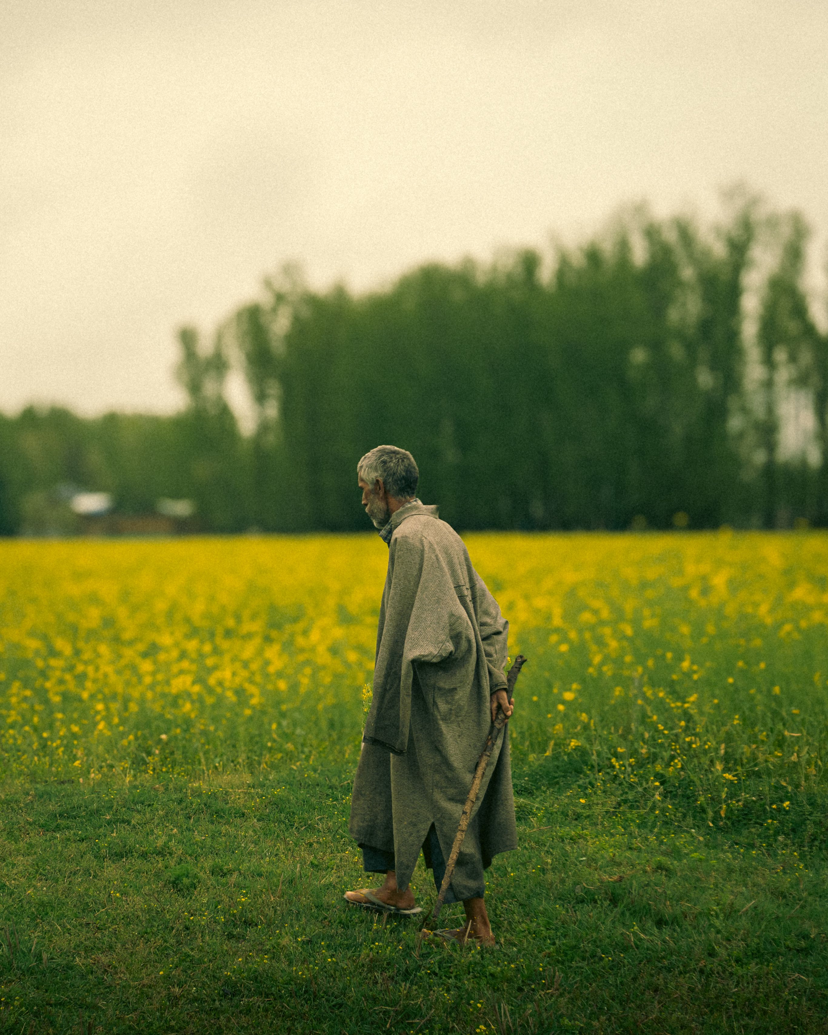 Elderly man in traditional attire walking through a vibrant mustard field in Pampore.