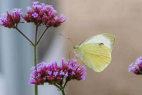 A white butterfly is sitting on a purple flower