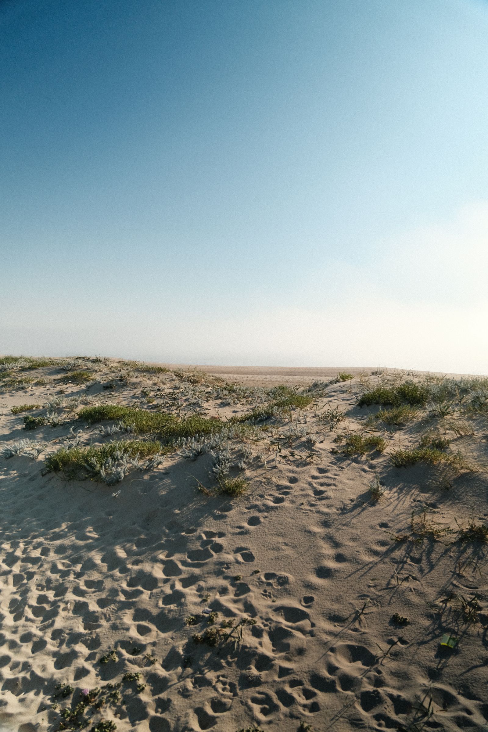 Grassy sand dunes along Portugal's northern Atlantic coast