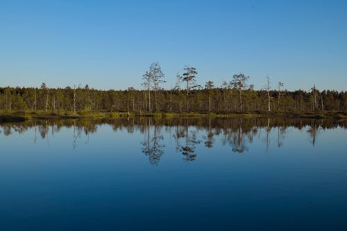 Darmowe zdjęcie z galerii z błękitne niebo, drzewa, jezioro