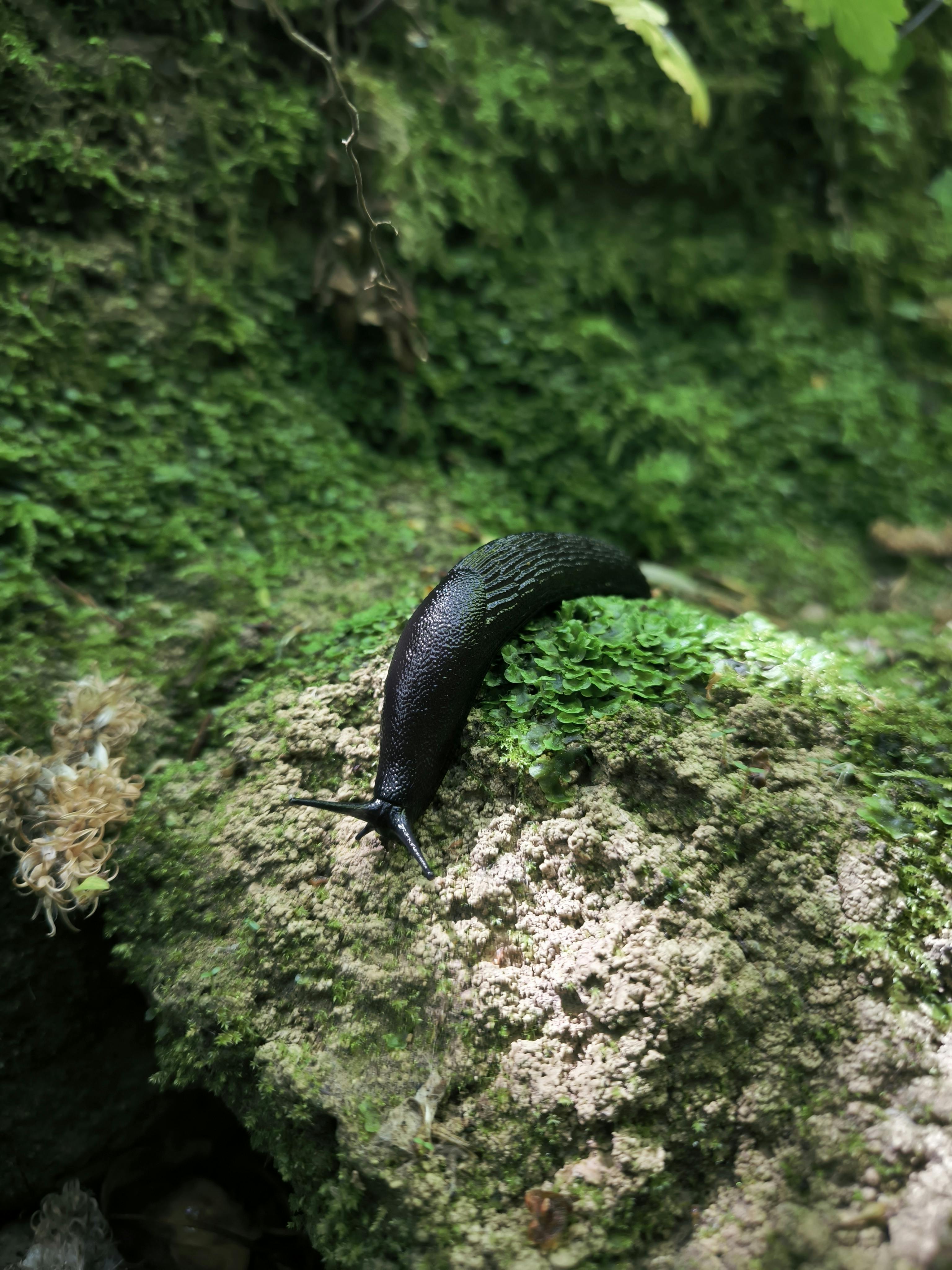Slug Slithering across Lichen on Tree Bark · Free Stock Photo