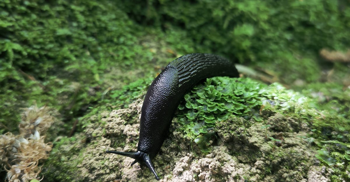 Slug Slithering across Lichen on Tree Bark · Free Stock Photo