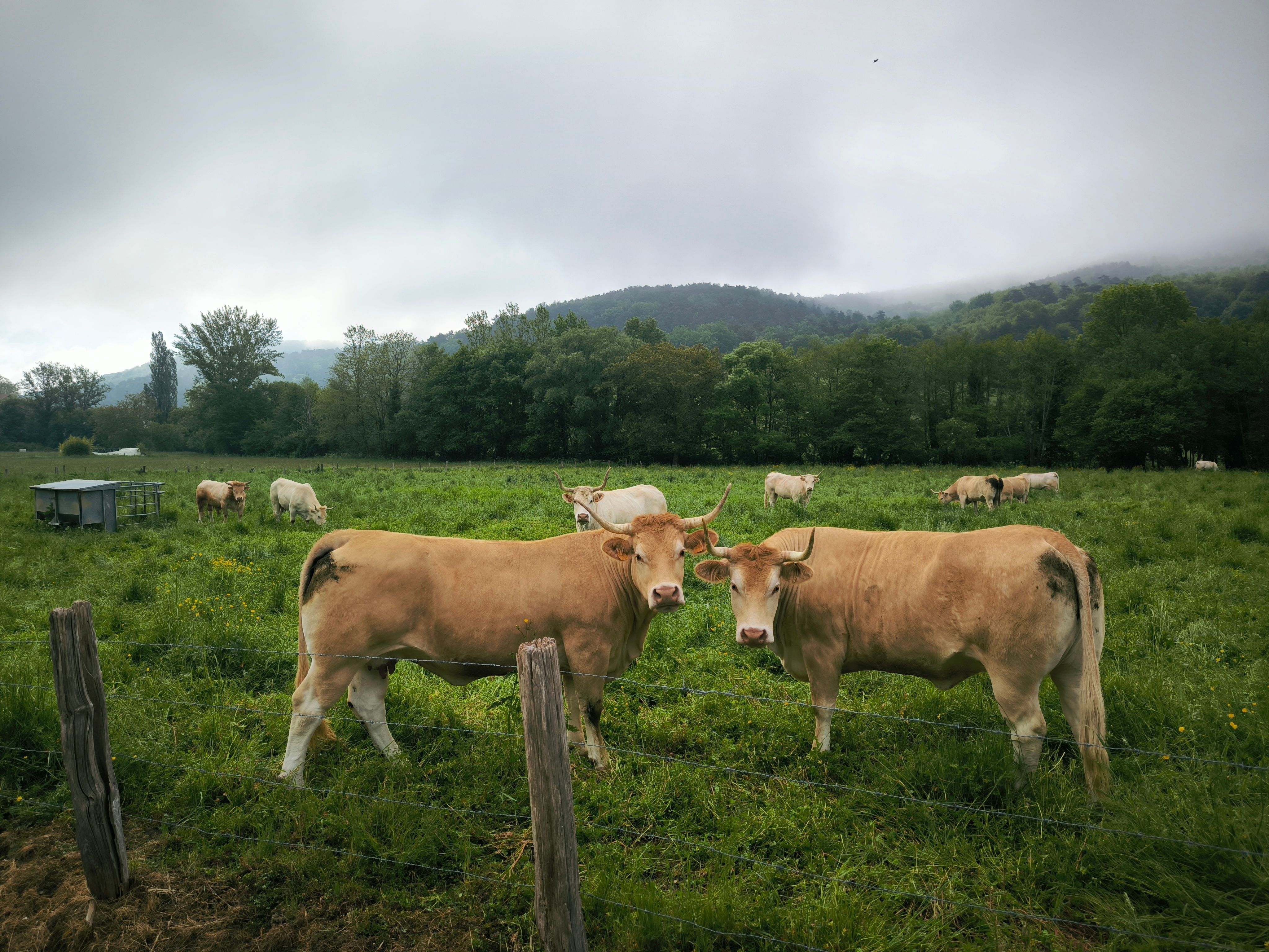 Cows Grazing on Pasture under Cloudy Sky · Free Stock Photo