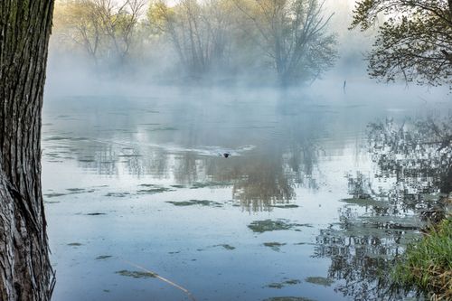 Free A serene foggy morning by the lake in Wabasha, Minnesota, with trees reflected in the water. Stock Photo